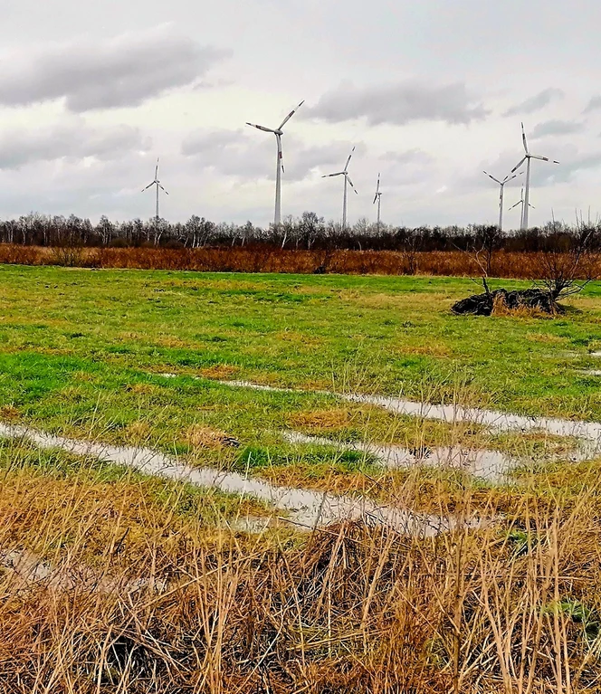 Alter Mooracker mit „Grüppen“ zur Entwässerung. ©H. H. Bechtluft – Fotos Repro.jpg