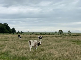 Rinder auf der Weide