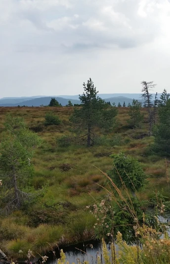 Hochmoorgebiet auf der Hornisgrinde am Grindenpfad mit kleinem Moorsee und Blick auf umliegende Berge