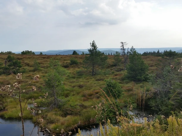 Hochmoorgebiet auf der Hornisgrinde am Grindenpfad mit kleinem Moorsee und Blick auf umliegende Berge