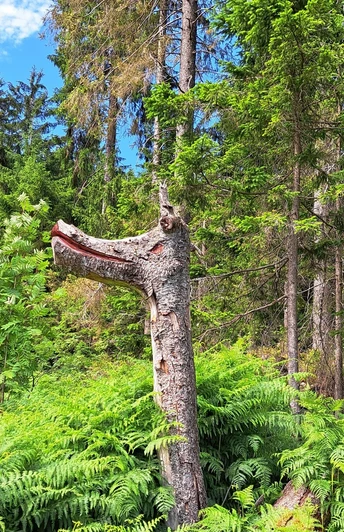 Seltsames Baumgebilde zwischen Farn, Bäumen und blauem Himmel