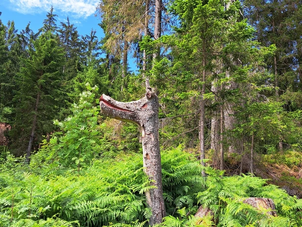 Seltsames Baumgebilde zwischen Farn, Bäumen und blauem Himmel