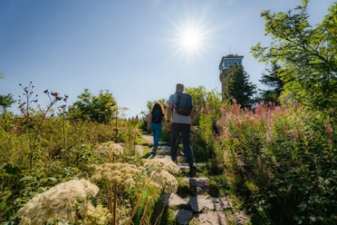 Zwei Wanderer auf einem Pfad hinauf zum Hornisgrinde-Aussichtsturm im Sonnenschein