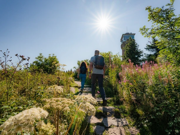 Zwei Wanderer auf einem Pfad hinauf zum Hornisgrinde-Aussichtsturm im Sonnenschein