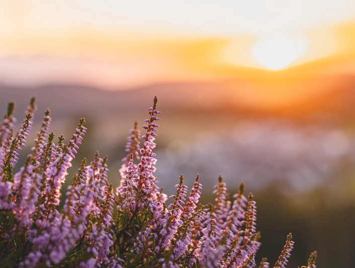 Blühendes Heidekraut im Abendlicht Blühendes Heidekraut im Abendlicht