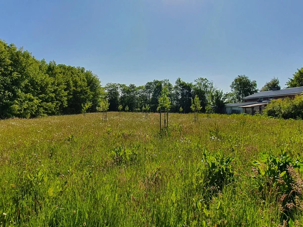 Streuobstwiese 5.JPG