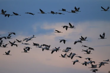 Kraniche im Flug
