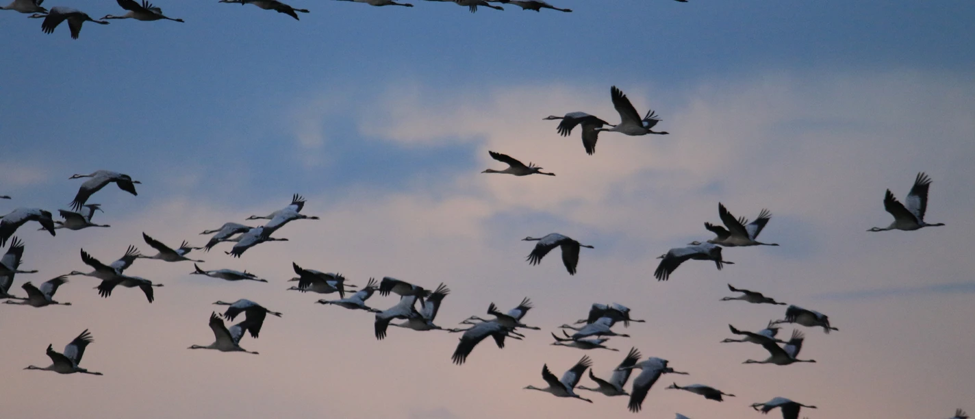 Kraniche im Flug Kraniche im Flug