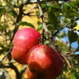 Rote Äpfel