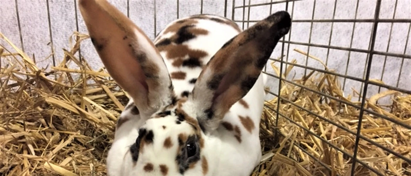 Kaninchenschau in Apen Weiß-braun geflecktes Kaninchen sitzt im Stroh in einem Gitterkäfig auf der Kaninchenschau in Apen.