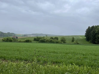 Panoramablick auf weite grüne Felder. Bäume säumen die rechte Seite.