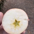 Apfelhälfte_Stern_Sina_Kruse.jpeg