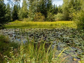 Weiher in Finsterwald