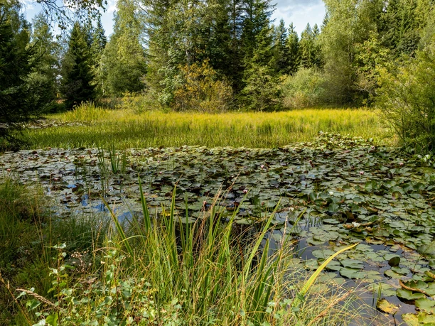 Weiher in Finsterwald