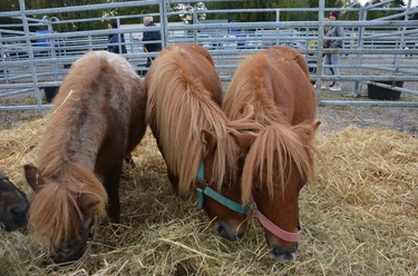 Viehmarkt Ponys Gallimarkt Ostfrieslandhalle Stadt Leer Drie pony's met kleurige halsters snoepen van hooi in een omheind gebied op de veemarkt