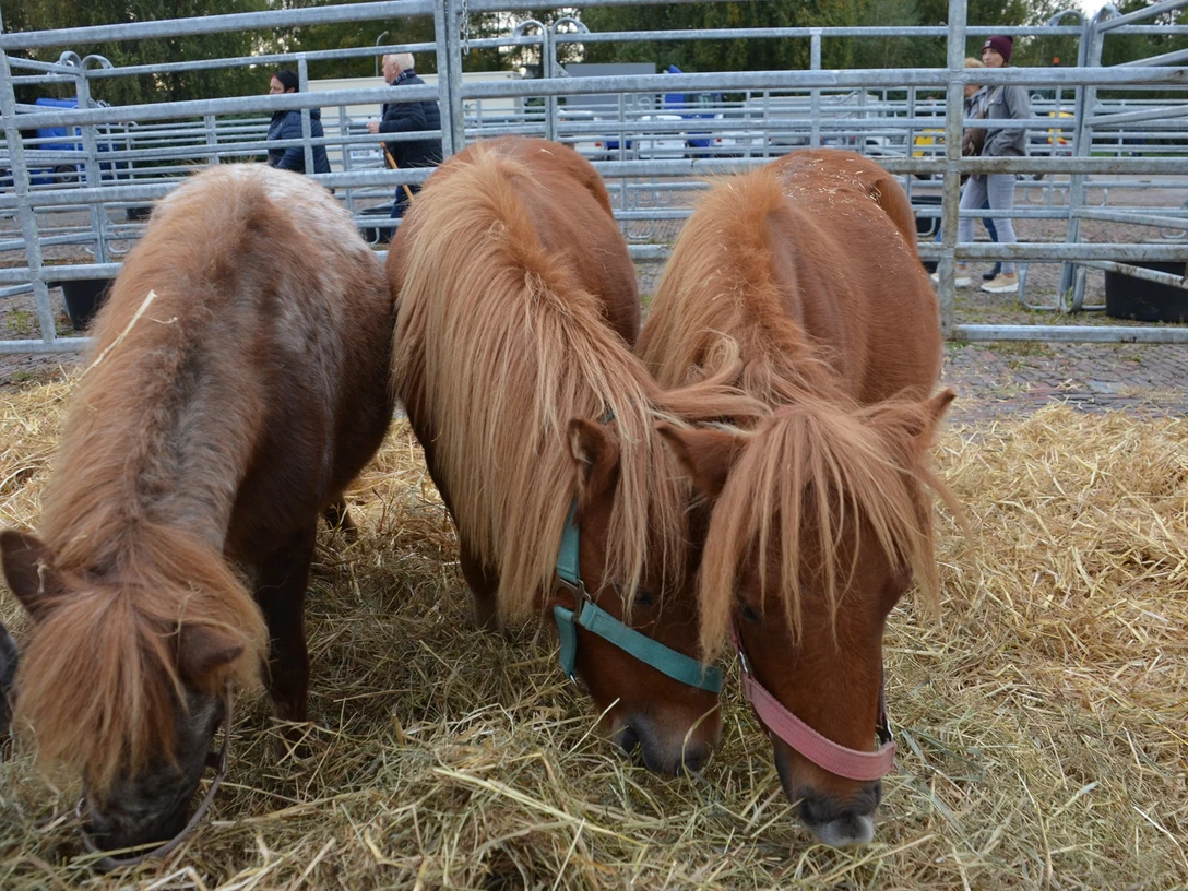 Viehmarkt Ponys Gallimarkt Ostfrieslandhalle Stadt Leer Drie pony's met kleurige halsters snoepen van hooi in een omheind gebied op de veemarkt