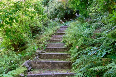 Stenen pad midden in het weelderige groen van de botanische tuin in Bad Schandau, omlijst door varens.
