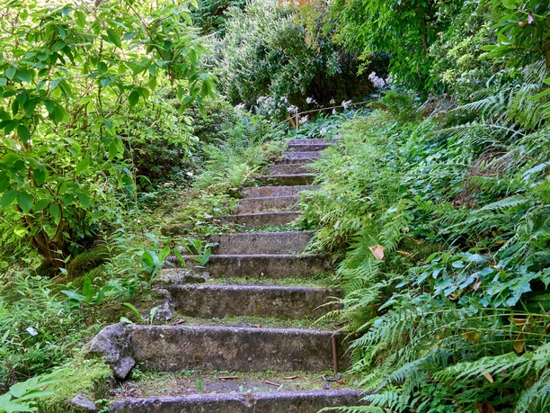 Botanischer Garten Bad Schandau Steinpfad inmitten von üppigem Grün des Botanischen Gartens in Bad Schandau, umrahmt von Farnen.