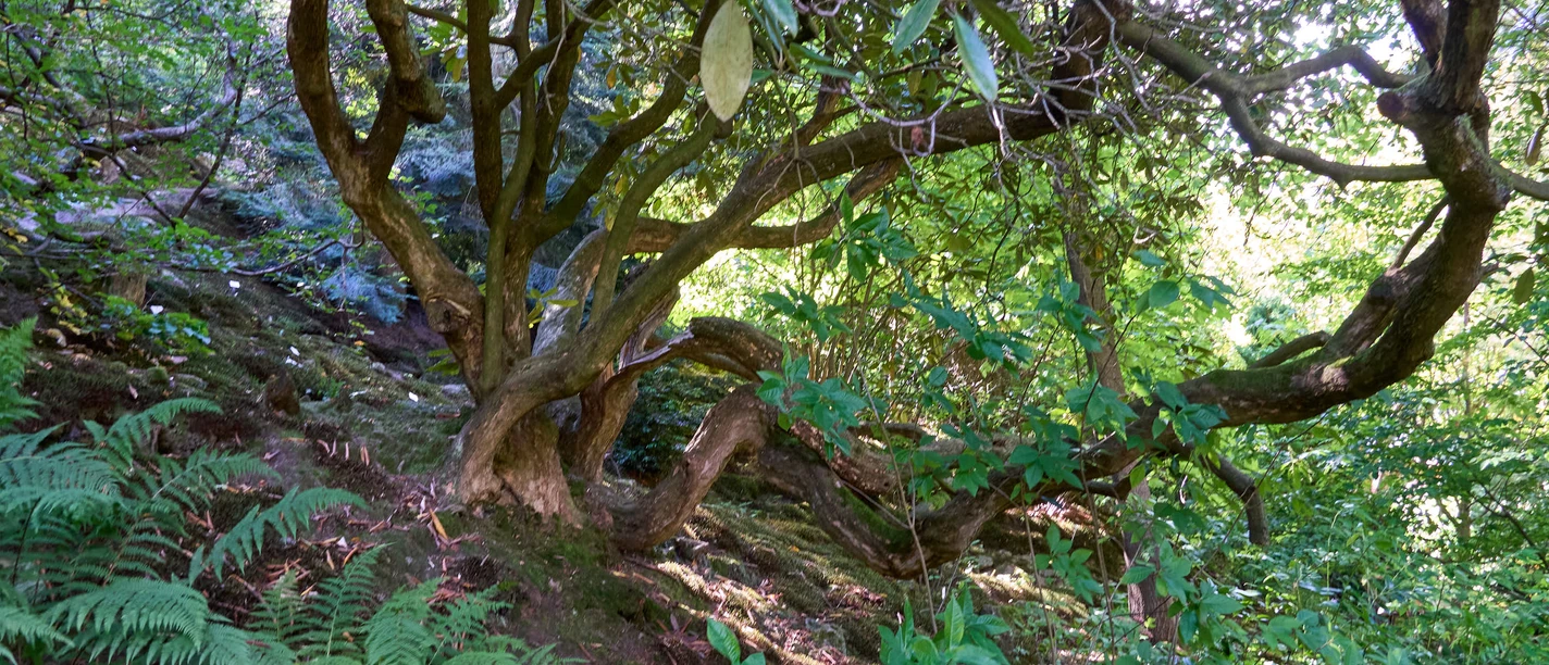 Botanischer Garten Bad Schandau Große, gewundene Baumäste und üppiges Farnwerk in einem schattigen Bereich des Botanischen Gartens.