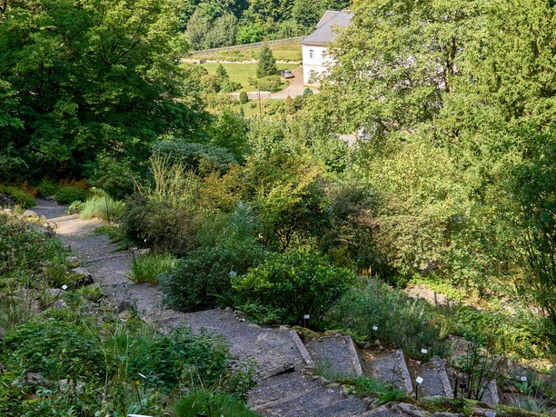 Kronkelende paden leiden door een weelderig groen landschap in de botanische tuin van Bad Schandau.
