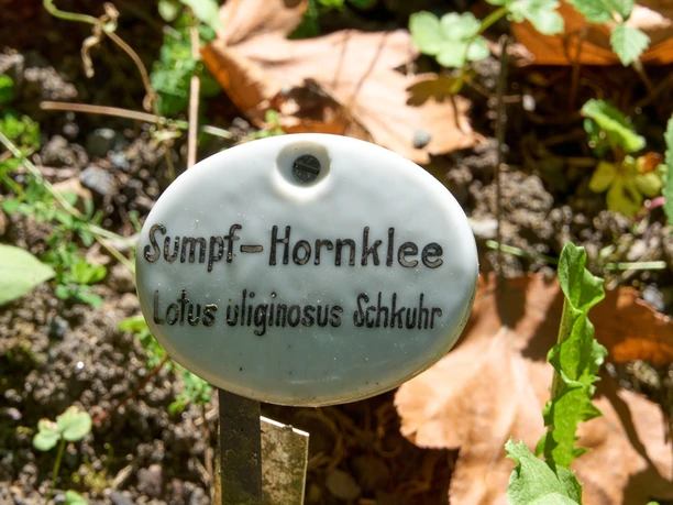 Moerashoornschild in een botanische tuin, omringd door gebladerte en zonlicht.