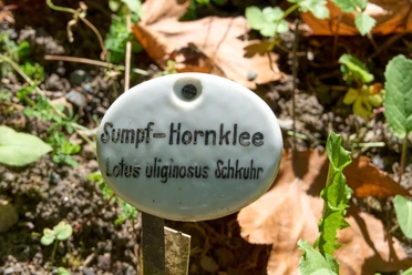 Botanischer Garten Bad Schandau Swamp hornwort plant shield in a botanical garden, surrounded by foliage and sunlight.