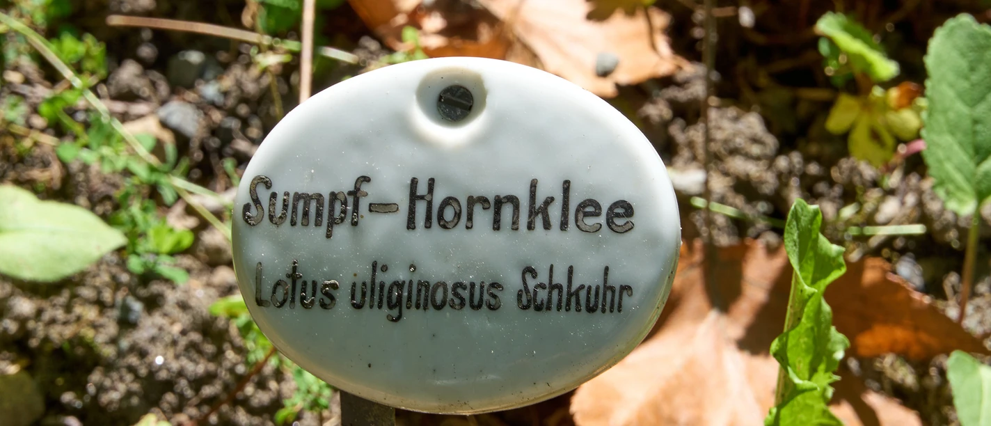 Botanischer Garten Bad Schandau Moerashoornschild in een botanische tuin, omringd door gebladerte en zonlicht.