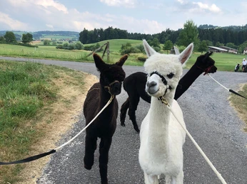 Promenade avec des alpagas près du vignoble Haselrain