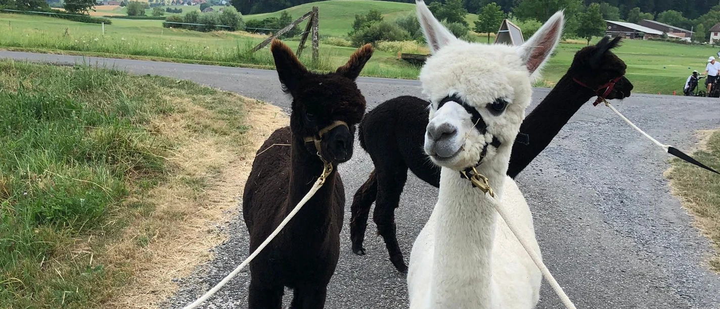 Spaziergang mit Alpakas beim Weinbau Haselrain