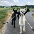 Walk with alpacas at the Haselrain vineyard