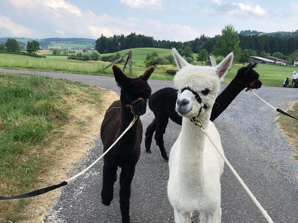 Walk with alpacas at the Haselrain vineyard