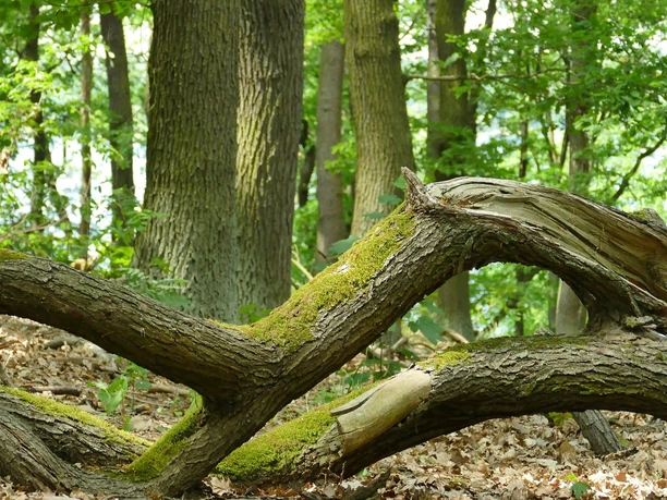 Forest g782c6ac2e 1920