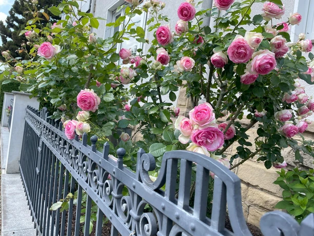 Rosa Rosen blühen im Vorgarten hinter einem grauen Metallzaun vor der Ferienwohnung