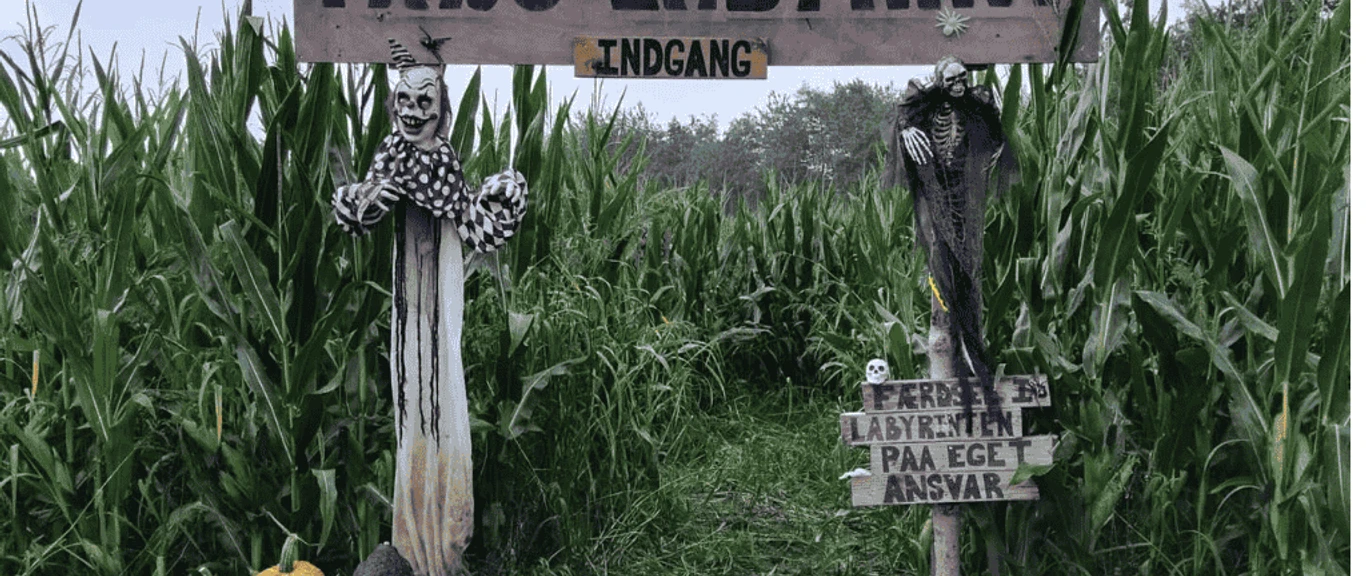 Majslabyrint - Græskarmarken i Bovrup - GDK-billeder 1024x576
