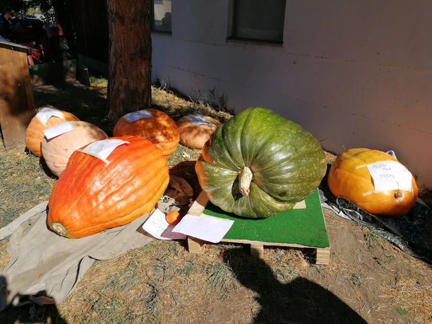 IMG_20171007_133146.jpg