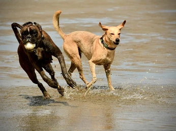 Spielende_Hunde_am_Strand_M.Hartung_Photography_BR_SG_Hemmoor.jpg