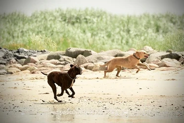 Laufende_Hunde_am_Strand_M.Hartung_Photographie_BR_SG_Hemmoor.jpg