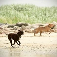 Laufende_Hunde_am_Strand_M.Hartung_Photographie_BR_SG_Hemmoor.jpg