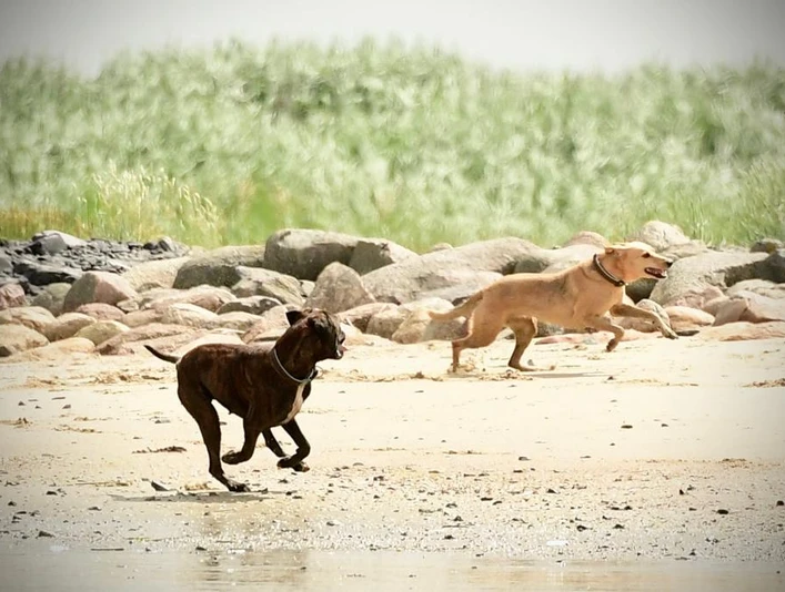 Laufende_Hunde_am_Strand_M.Hartung_Photographie_BR_SG_Hemmoor.jpg