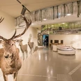 Verschiedene Wildtiere, darunter ein präparierter Hirsch, in einer modernen Ausstellungshalle.
