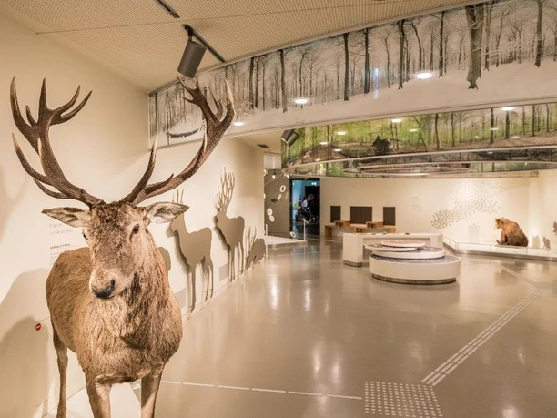 Verschiedene Wildtiere, darunter ein präparierter Hirsch, in einer modernen Ausstellungshalle.
