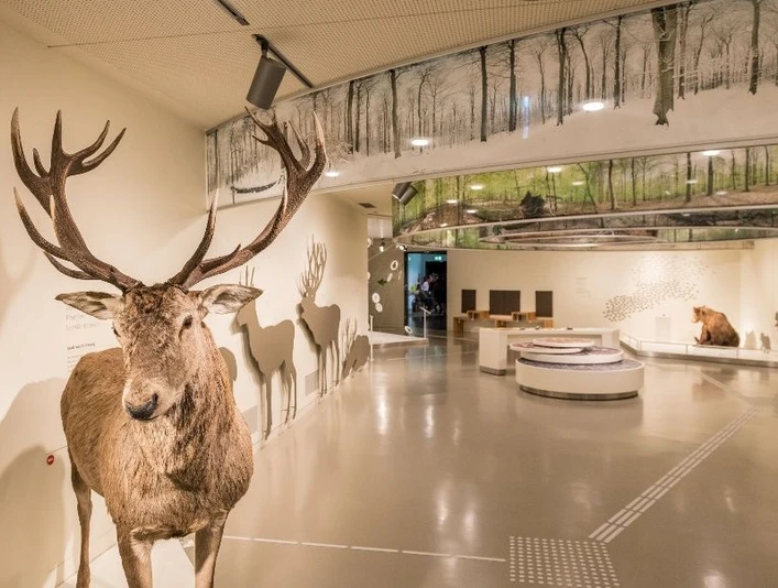 Verschiedene Wildtiere, darunter ein präparierter Hirsch, in einer modernen Ausstellungshalle.