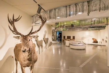 Wildnis(t)räume_Ausstellung 1(c) Vogelsang IP_Nationalpark-Zentrum Eifel.jpg Verschiedene Wildtiere, darunter ein präparierter Hirsch, in einer modernen Ausstellungshalle.