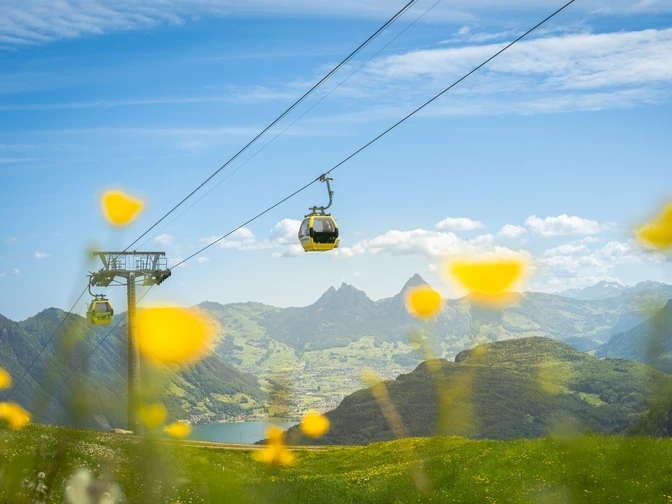 20240526 Klewenalp Stockhütte_Simon Imhof (28).jpg Gondelbahn Emmetten-Stockhütte im Frühling mit Blumen im Vordergrund