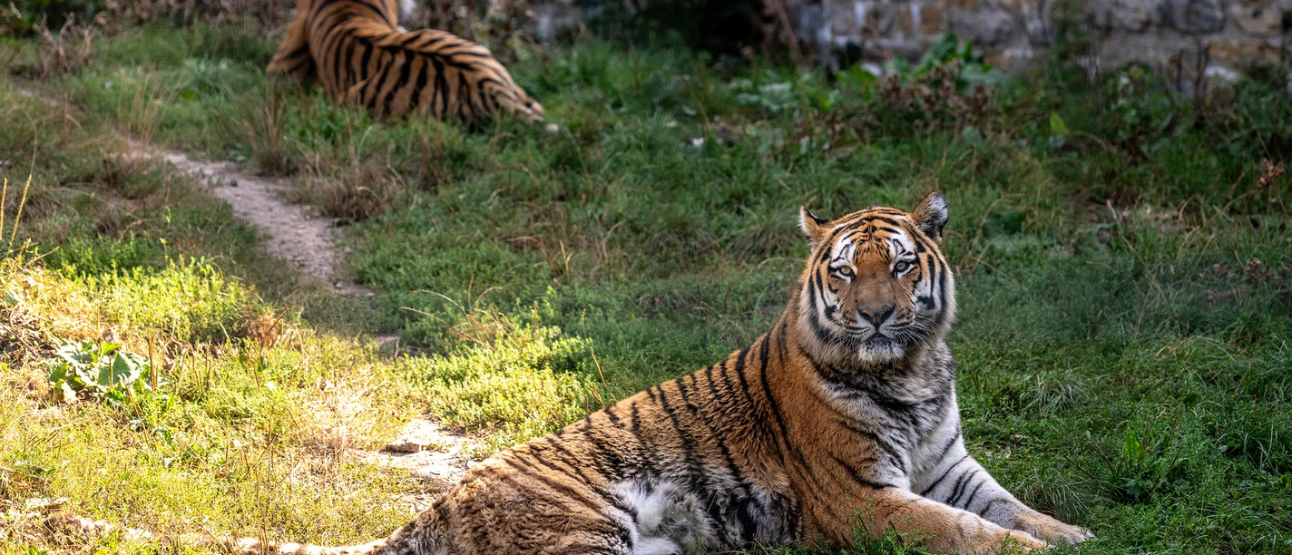 Sibirische Tiger im Zoo Aschersleben Sibirische Tiger im Zoo Aschersleben