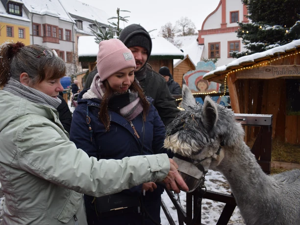 Alpakafütterung auf dem Weihnachtsmarkt Grimma -Weihnachten in der Region Leipzig Mutter und Tochter füttern und streicheln ein Alpaka auf dem Weihnachtsmarkt in Grimma.