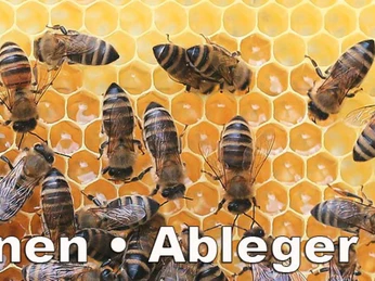 Familienimkerei Dirkes_Wehrhahn Logo_web.jpg