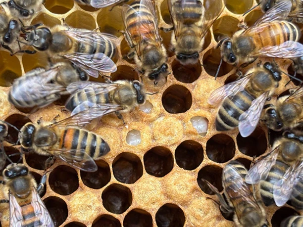 Familienimkerei Dirkes_Wehrhahn Bienen nah_web.jpg