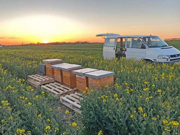 Familienimkerei Dirkes_Wehrhahn Bienenstöcke_web.jpg