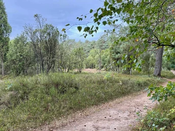 wanderweg-center-parcs-bispingen (2).jpg Ein gewundener Pfad durch einen lichten Wald mit grünem Laub und Bäumen.